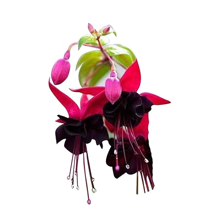 Futaba Fuchsia Flower Seeds-Pink And Black-100Pcs