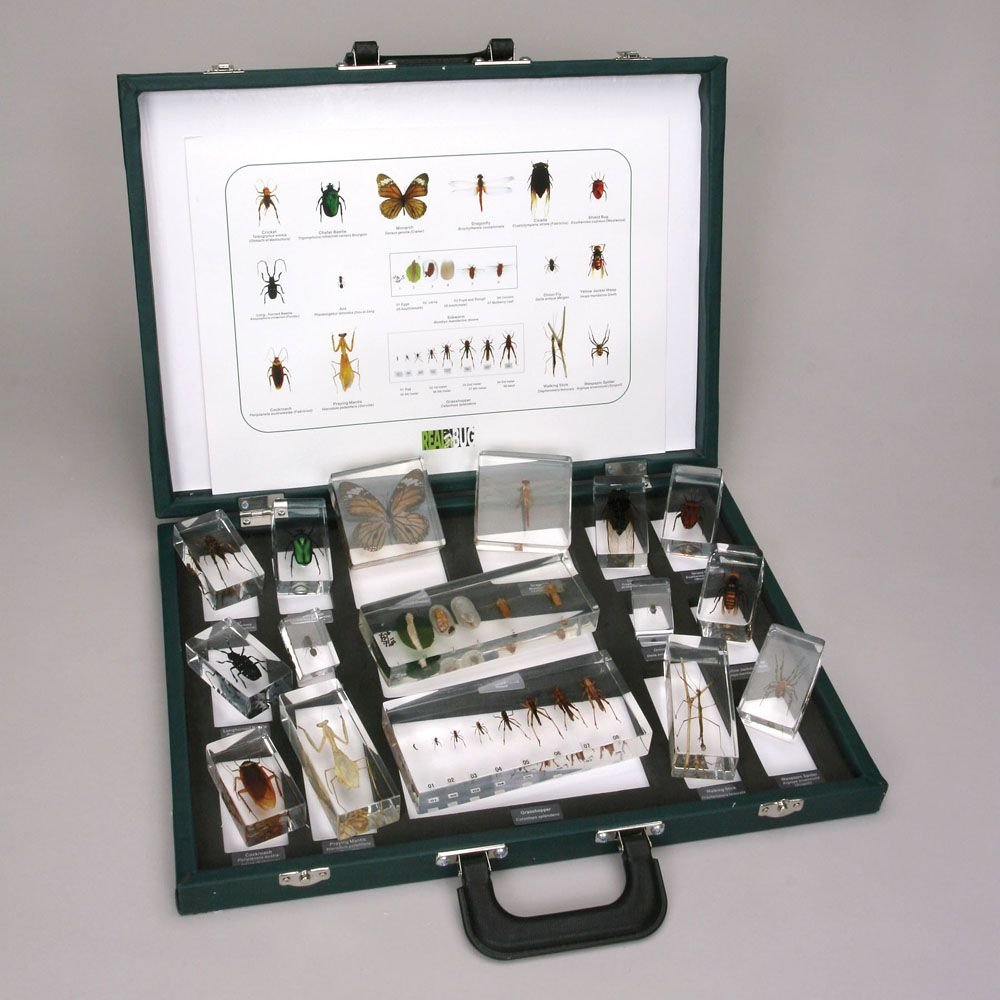 Insect Collection Set 1, Plastomount Mounted Industrial
