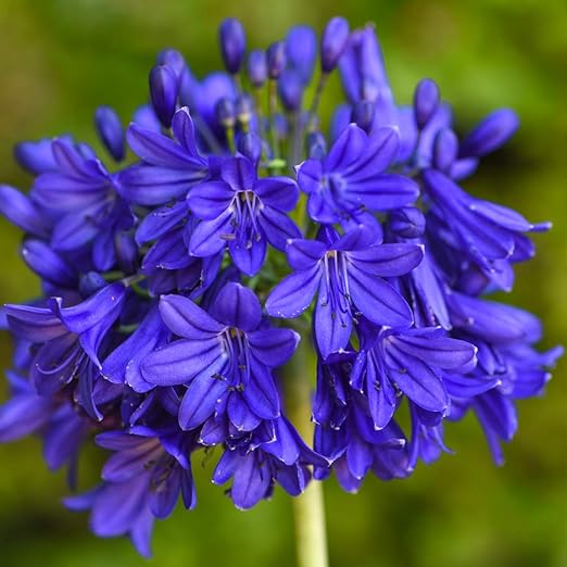Agapanthus Midnight Star dark blue flowers garden plant ex 9cm pot Navy