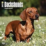 2017 Monthly Wall Calendar - Dachshunds