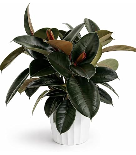 is a monstera a philodendron Philodendron 5" Monstera Deliciosa  LandscapeDirect