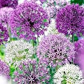 Allium Blend Purple - 30 Bulb Pack - 4 to 6 Inch Diameter Flower | Allium Bulb Grows to 28-32" Tall | Allium Bulbs, Easy to Grow
