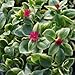 Aptenia cordifolia variegata, Crystal, Baby Sun Rose, 3