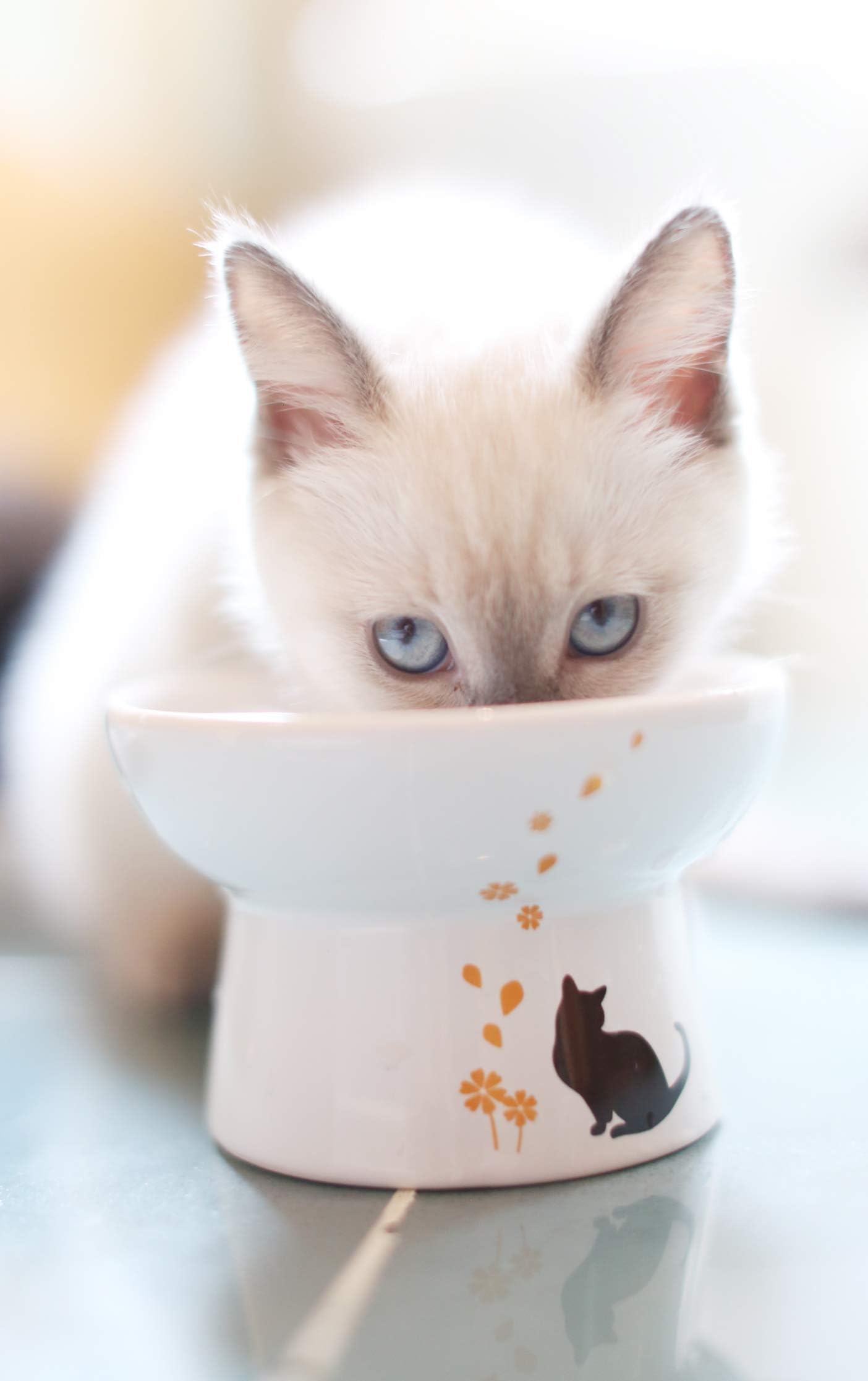 Minibees Raised Cat Bowl, Cat Food Bowl, Premium Elevated Cat Bowl, Porcelain Cats Feeding Bowl, Pet Supplies, Backflow Prevention, Stress Free, Small to Medium, Safety Choice for Your pet