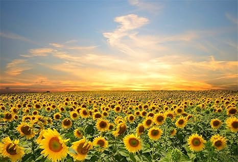 Yongfoto 15x1m Vinyle Toile De Fond Champ De Tournesol Fantaisie Le Coucher Du Soleil Campagne Fond Décors Studio Photo Portrait Enfant Video Fete
