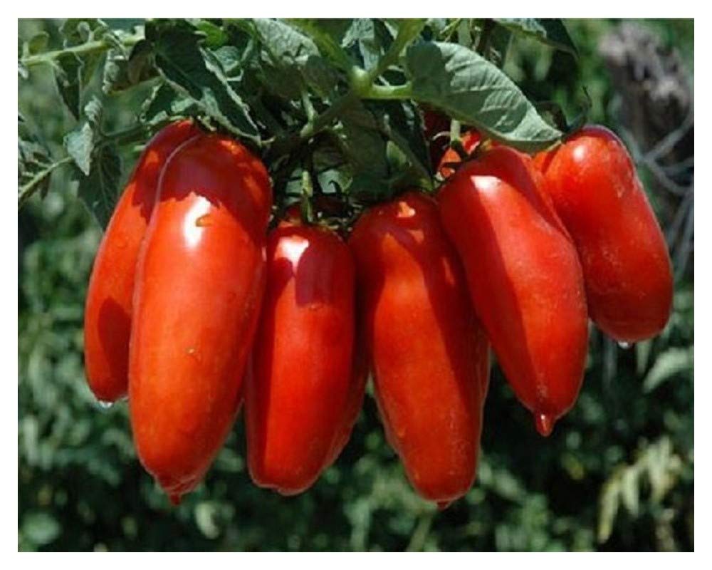 PREMIER SEEDS DIRECT Tomato Piramide 75 Seeds Amazon.co.uk Garden