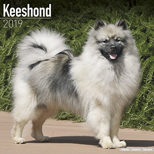 E.b.o.o.k Keeshond Calendar - Dog Breed Calendars - 2018 - 2019 Wall