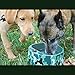 Petfactors Heated Pet Bowl, Outdoor Pet Thermal Water Bowl, Dog Cat Heated Water Bowl with 69 Inch Chew Resistant Cord and Waterproof ON/Off Switch