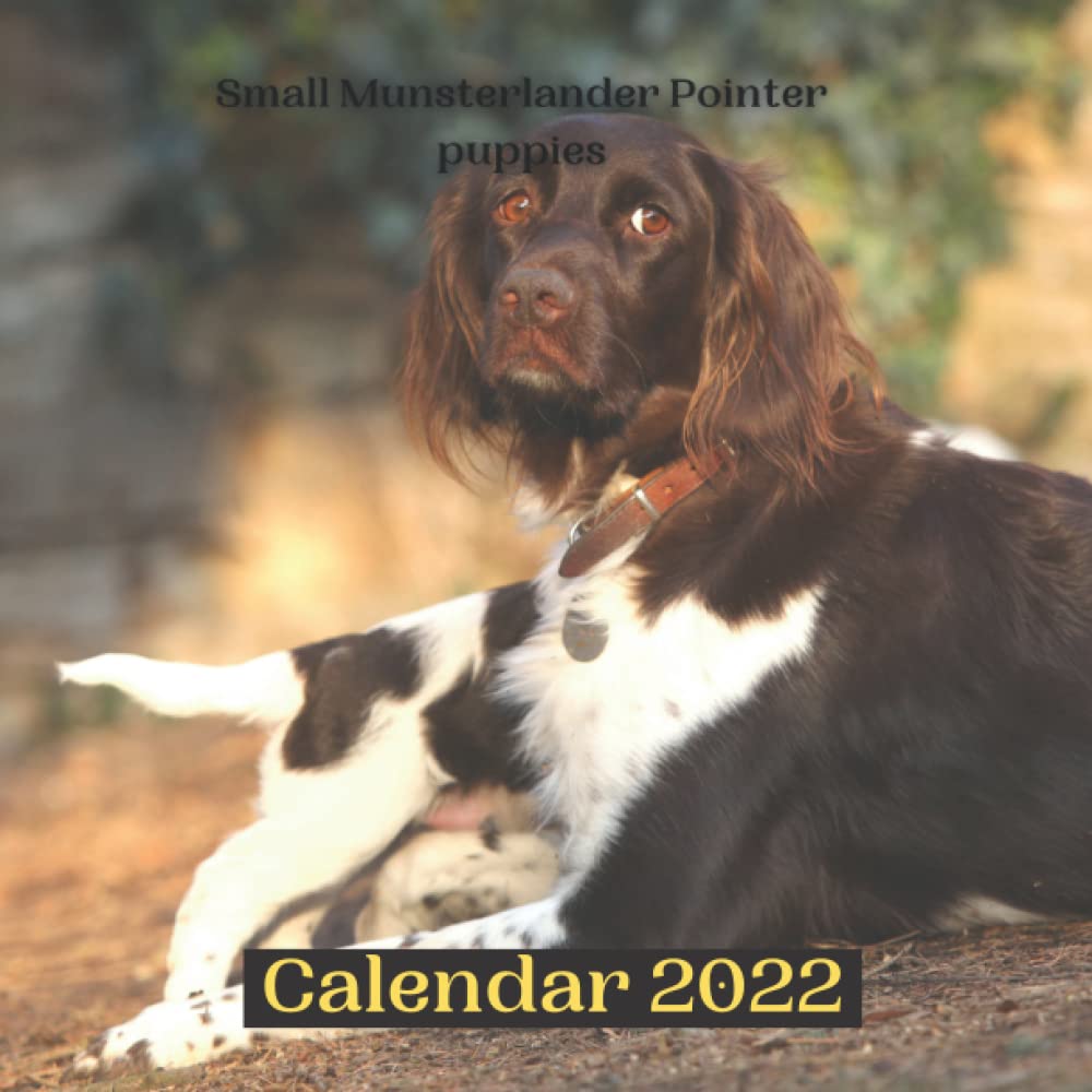 small munsterlander pointer puppies