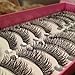 Bluelans® 10 Pairs Long Cross False Eyelashes Fake Thick Black Eye Lashes