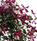 Sweet Summer Love Clematis - Fragrant/Long Blooming - 4