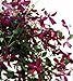 Sweet Summer Love Clematis - Fragrant/Long Blooming - 4" Pot - Proven Winner
