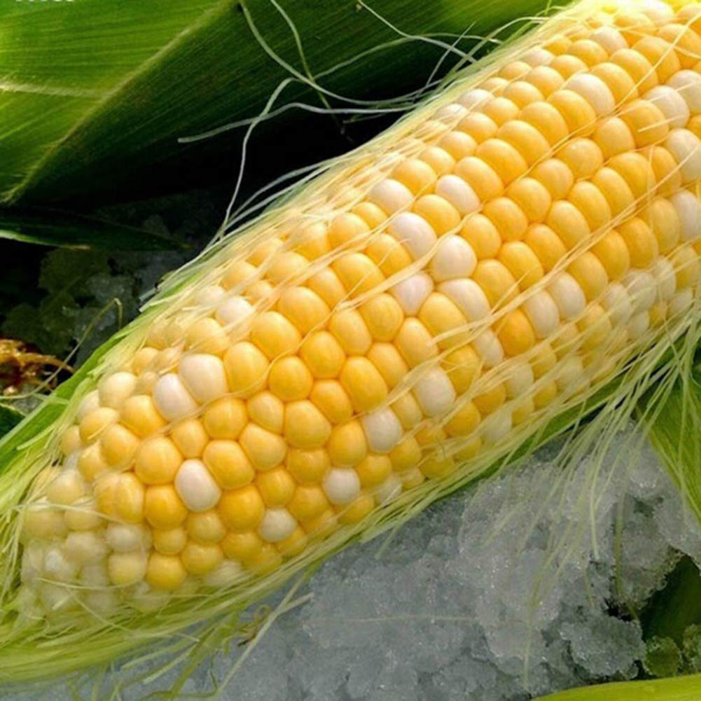 30pcs Corn Seeds Organic Easy Grow Vegetable Crop Home Farm Yard