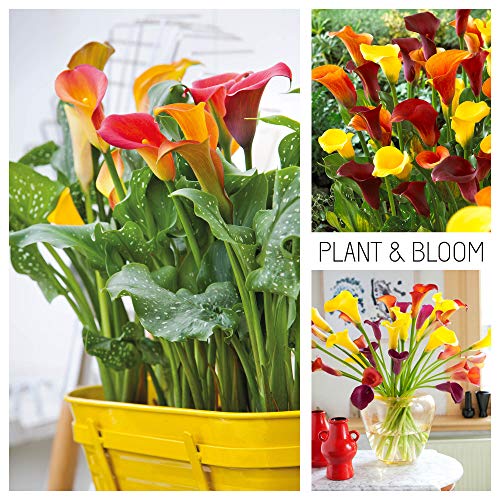 Plant & Bloom Calla Lily Flower Bulbs from Holland, 3 Bulbs Easy to Grow Arum Lilies for