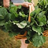 Seven Top Turnip Greens - 250 Heirloom Turnip Greens Seeds | Heirloom Turnip Variety, Tender Turnip Leaves, Cold Tolerant, Fall Garden Favorite, Non-GMO Seeds