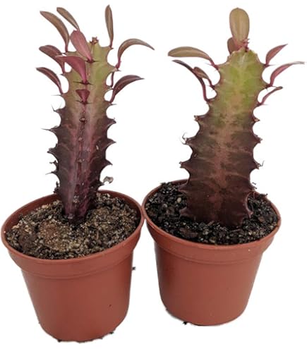 Milk‐tree♡ Euphorbia Trigona 'royal Red' Royal Red African Milk Tree - Etsy