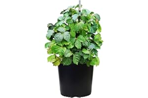 Green Promise Farms Parthenocissus Tricuspidata (Boston Ivy) Shrub, 1-Size Container, Green Foliage