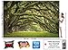 GREAT ART Large Photo Wallpaper – Oak Avenue – Picture Decoration Landscape Summer Forest Mystic Oaks Quercus Fairy Tale Alley Park Branches Image Decor Wall Mural (132.3x93.7in - 336x238cm)