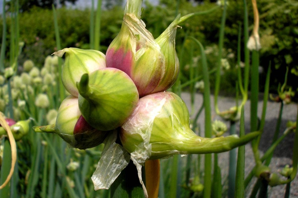 10 Egyptian Walking Onion Plants For Planting, Bareroot, Well Rooted