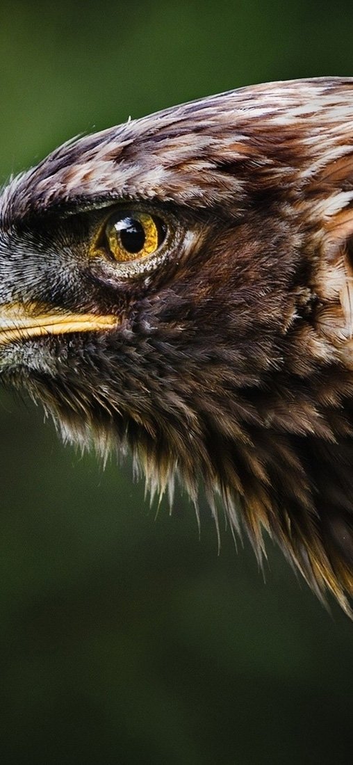 PeelitStickit Eagle, Animal Wall Murals ID-147, vinyl