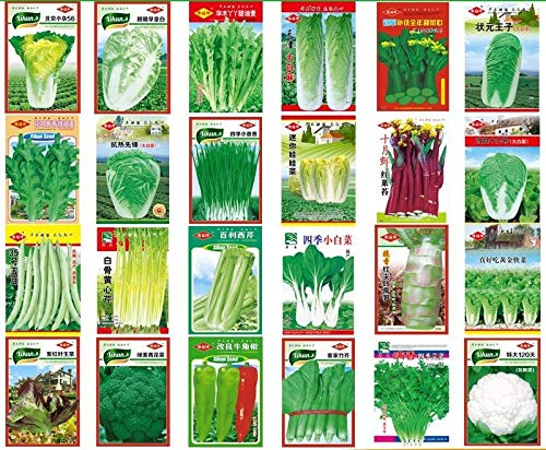 bok Choy 300 Seeds Four Seasons Cabbage: Garden Yard Pot Balcony Green Vegetable Seeds Organic Non-GMO Vegetable Seed Sowing Seasons Genuine Balcony Garden Seeds - Thumbnail 4