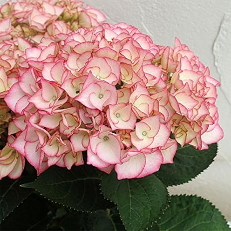 Amazon 西洋アジサイ ハイドランジア Hba マリーアントワネット3 5号ポット 育てるアジサイ 花木の苗 花