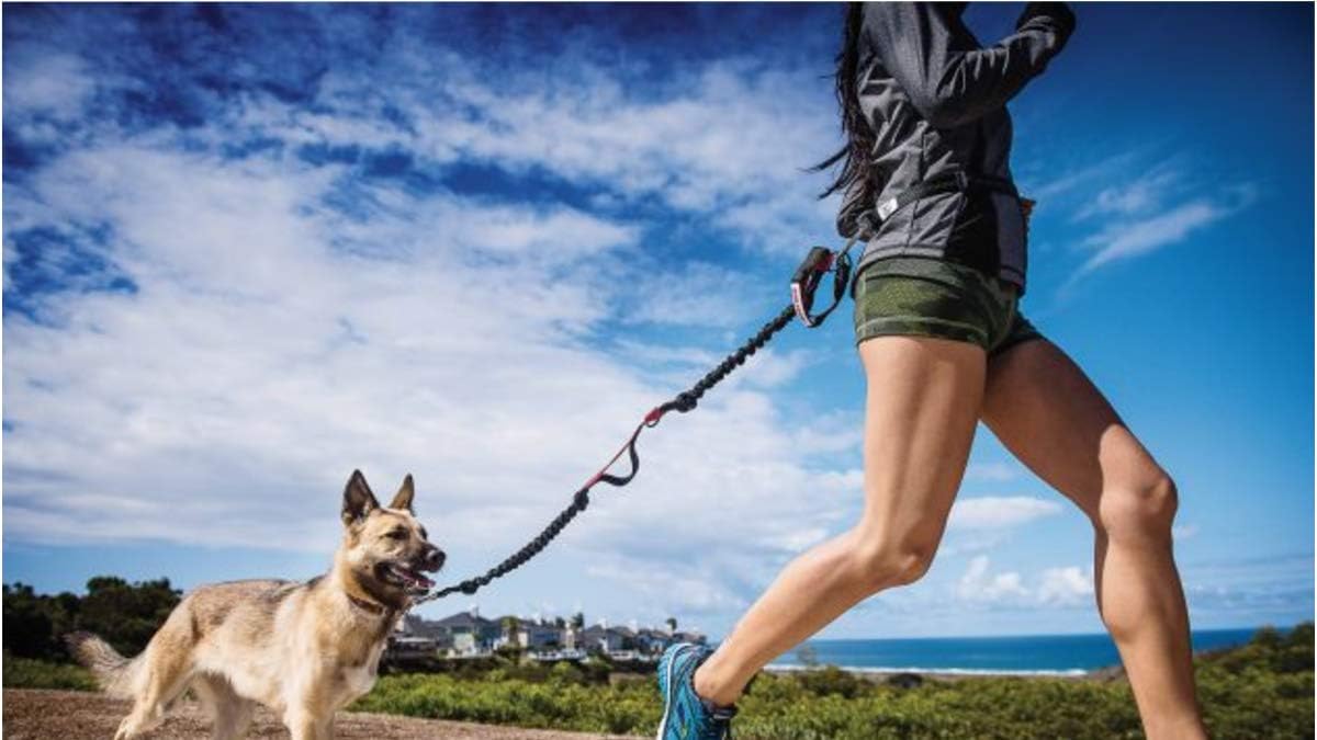 Hands Free Leashes Iron Doggy Runner S Choice Hands Free Leash With Belt Pet Supplies