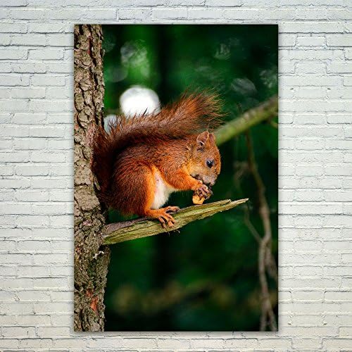 Westlake Photography - Poster Print Wall - Squirrel Fauna - Modern Picture Photography Home Decor Office Birthday Gift - Unframed - 12x18in (od9 f5b)