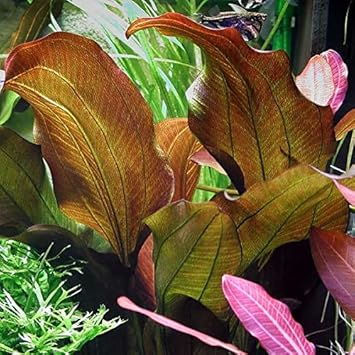 Echinodorus 'Reni' - Live aquarium plant: Amazon.co.uk: Pet Supplies