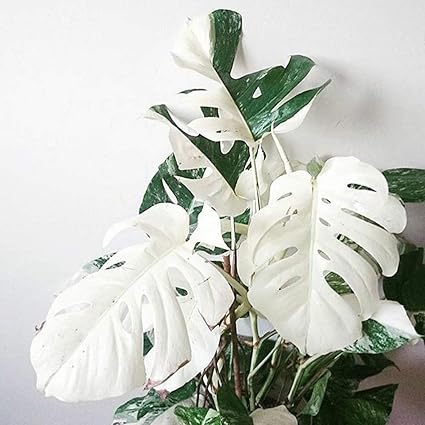 Hvdsyf 100pcs White Monstera Palm Turtle Leaves Plant Seeds Garden Balcony Bonsai Decor 100pcs Monstera Seeds Amazon Co Uk Kitchen Home