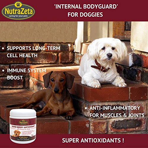 Natural Anti Inflammatory Joint Supplement for Dogs Premium