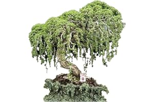 CZ GRAIN Australian Willow Bonsai Trees Fresh Cutting - Extensive Thick Trunks Fast Growing Light Bonsai Indoor Money Plant - Antique Piece for Your Home and Office