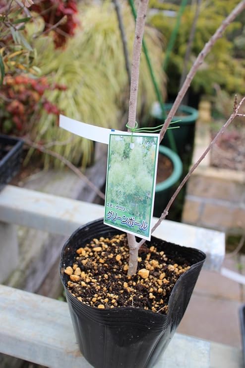 Amazon 送料込 庭木苗 スモークツリー グリーンボール 4寸苗 植木