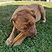 Peppy Pooch Yak Cheese Sticks - Large - 1 Lb Bag - All Natural Dog Treats.