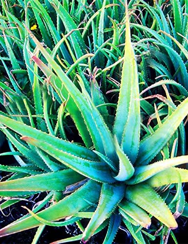 ADOLENB Seeds 50 pcs Muticolor Aloe Vera (Aloe barbadensis) Seeds, First Aid Plant Bonsai Seed, Indoor Plants Succulent for Balcony, Garden, Home