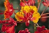 Posterazzi Close Up Of Mexican Bird Of Paradise