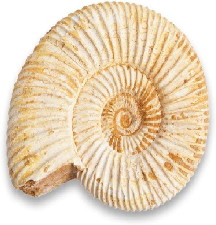 Serafino Genuine Fossil Madagascan Ammonite 150 Million Years Old! Jurassic Real Fossil 1-1.5" Shell Madagascar Fossil Great Gift For Science Education Collection