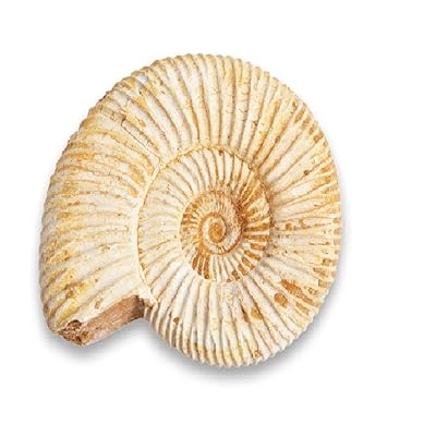 Serafino Genuine Fossil Madagascan Ammonite 150 Million Years Old! Jurassic Real Fossil 1-1.5 Shell Madagascar Fossil Great Gift For Science Education Collection
