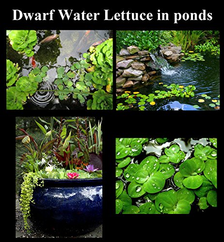 Aquatic Discounts 2 Large Water Lettuce - Live Floating Plant for Your Aquarium or Pond