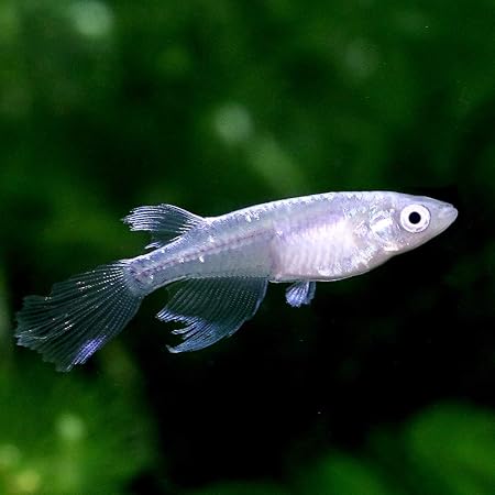 Amazon めだか 青蝶メダカ 松井ヒレ長ロングフィン幹之めだか ３匹 Charm チャーム 観賞魚 水中生物 通販