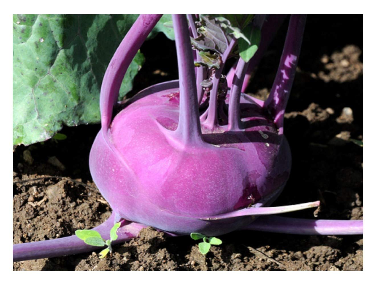 PREMIER SEEDS DIRECT - Kohlrabi - Purple Vienna - 800 Seeds