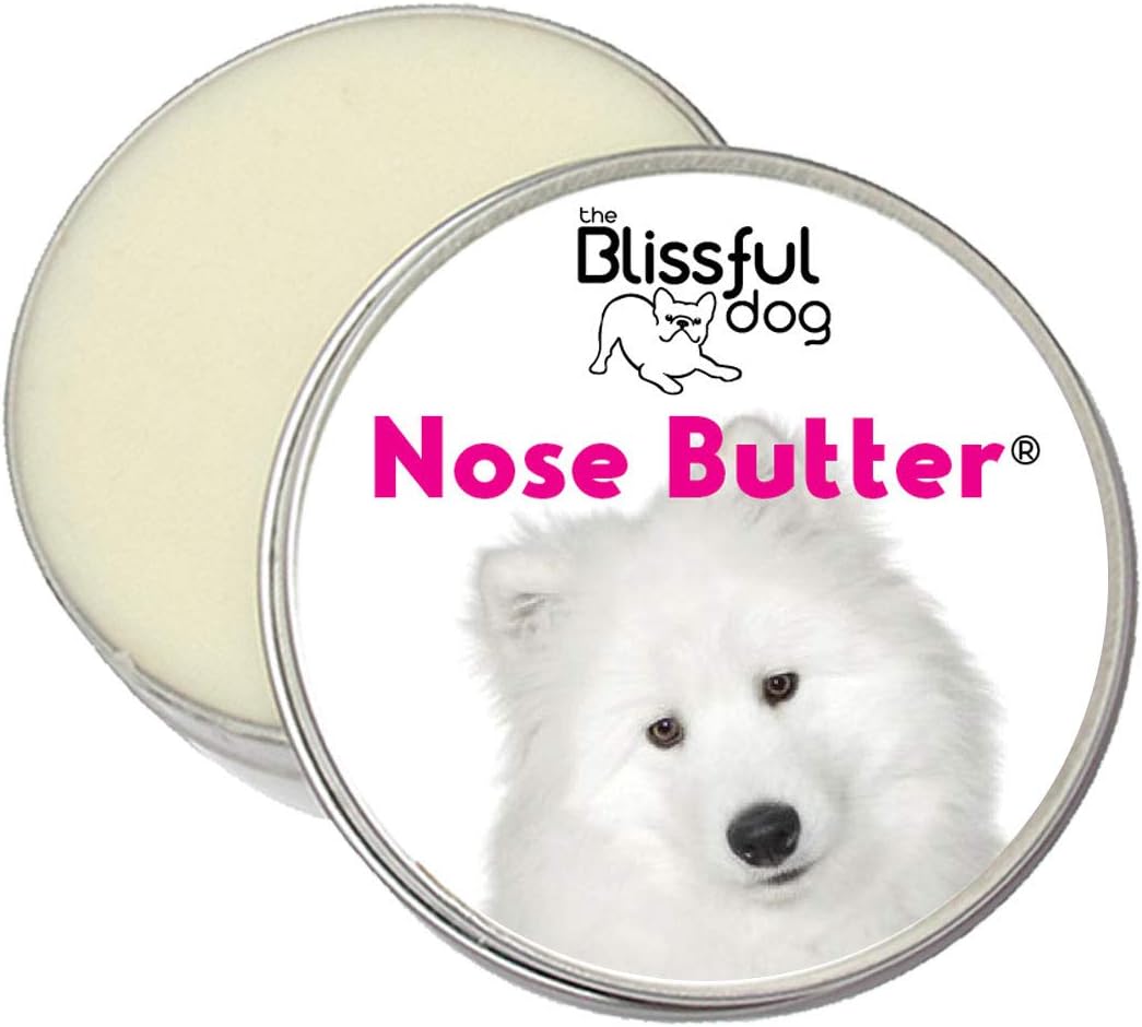 samoyed nose