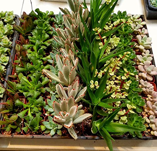 Fat Plants San Diego Succulent Plants (20)