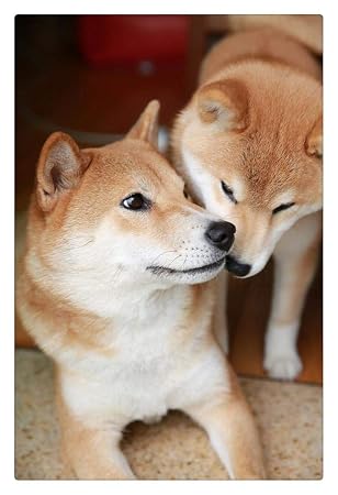 Amazoncom Adult Puzzle 1000 Pieces Animal 2 Shiba Inu
