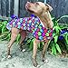 RC Pet Products Packable Dog Rain Poncho, Umbrella, XX-Large
