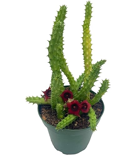 Amazon.com : Royal Red African Milk Tree - Euphorbia trigona - 2.5