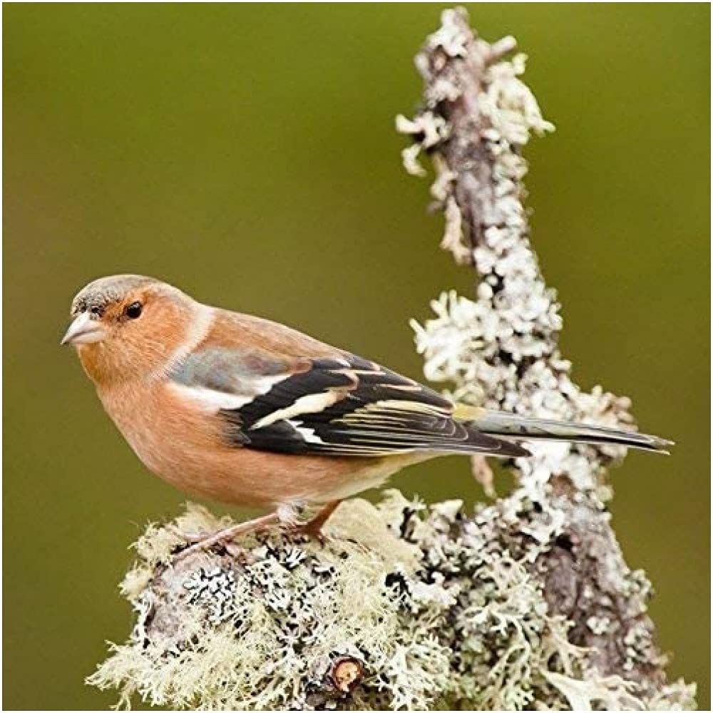 Chaffinch Bird Greeting Card which Plays Bird Sound When Opened