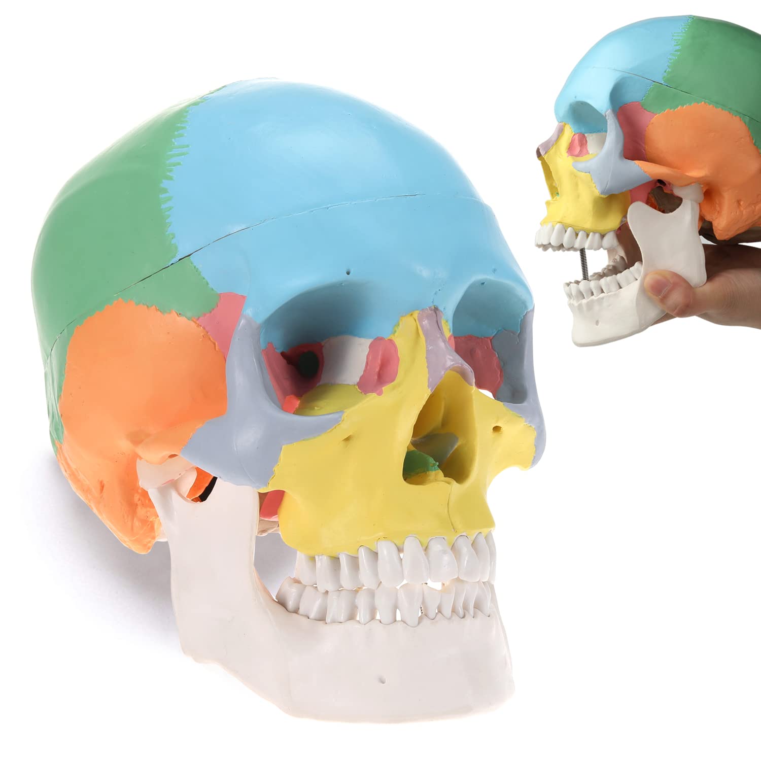 Human Skull Model for Learning (Colored Skull)
