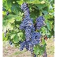 Pixies Gardens (1 Gallon) Mars Seedless Grape Vine Shrub Live Fruit Plant for Planting - Blue Grapes Good in Hot Summer Areas