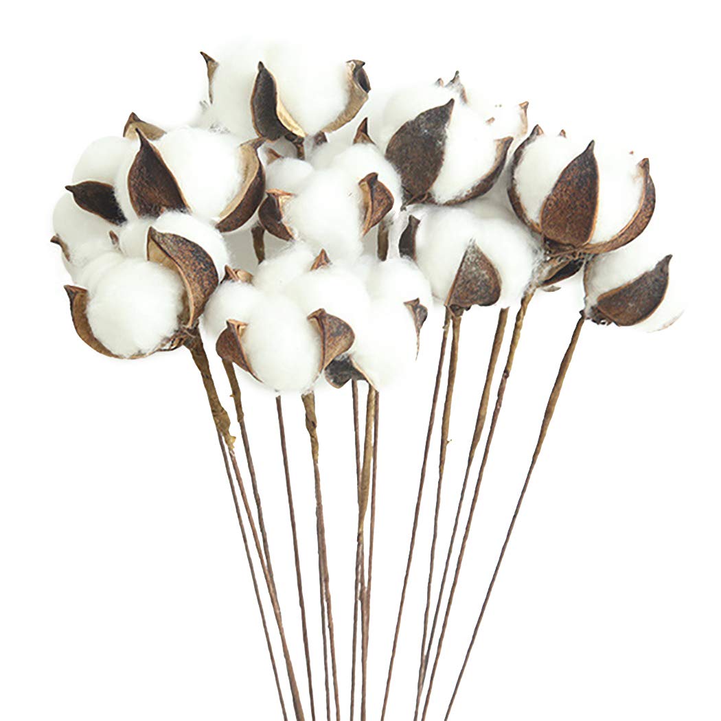 Buy CACAZI 20PCS Cotton Stem Decorative Cotton Ball Flower Cotton